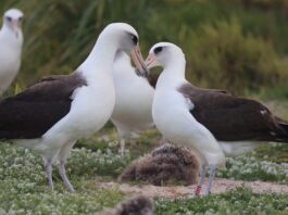 world’s-oldest-wild-bird-is-‘actively-courting’-after-losing-long-term-mate